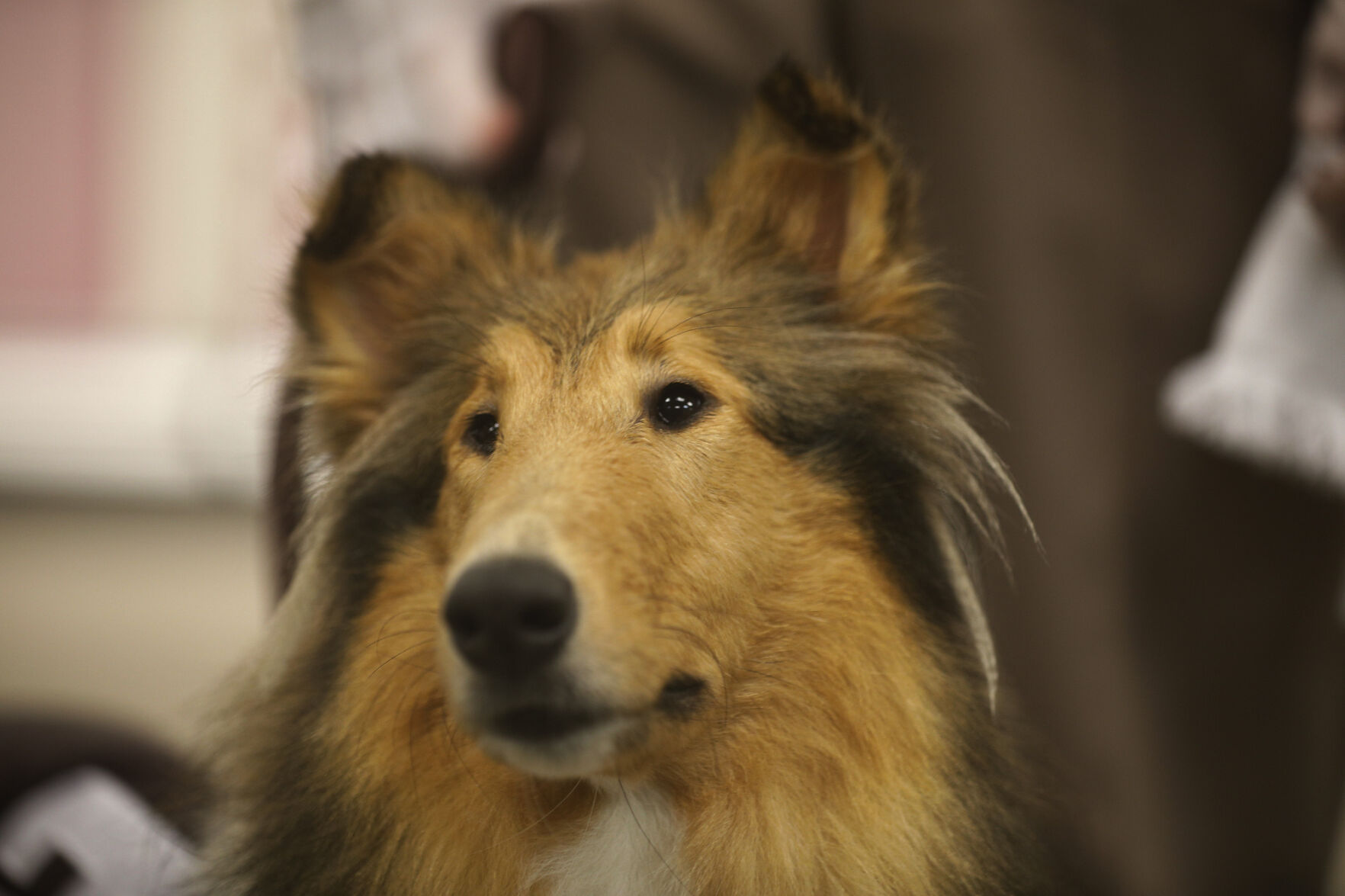 Reveille X